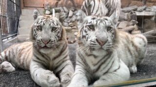 東武動物公園×宮代町立図書館 特別講演会 2026 「東武動物公園